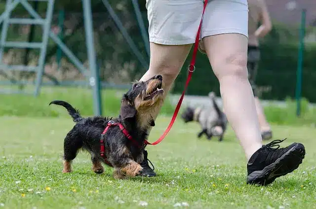 Passo per passo: come insegnare il comando seduto, resta e lascia al cane con bocconcino e rinforzo positivo