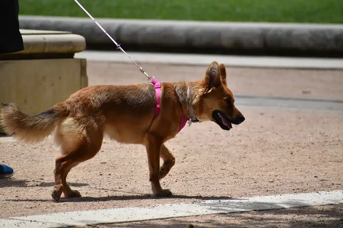 Cane ben educato al guinzaglio con proprietario in città — sicurezza e gestione quotidiana del cane