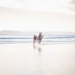 importanza dell'educazione del cane