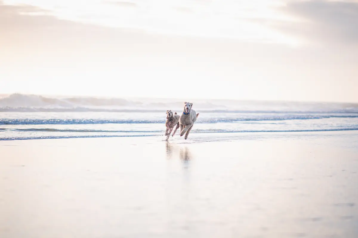 importanza dell'educazione del cane