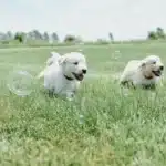socializzazione del cane