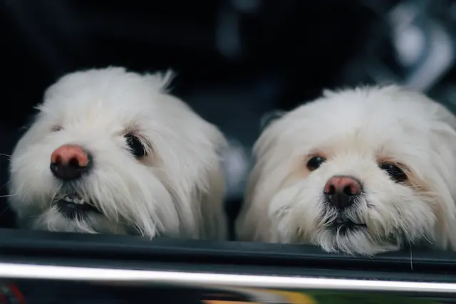 Socializzazione del cucciolo: cucciolo che incontra persone, bambini e altri cani in modo positivo e controllato