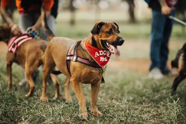 Cane adulto durante sessione di socializzazione controllata con educatore cinofilo — desensibilizzazione e controcondizionamento