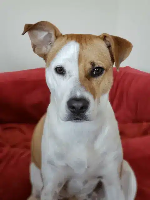 Business pet services