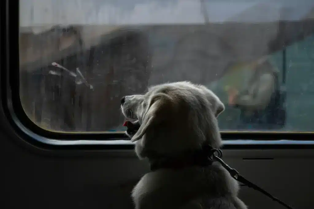viaggiare con il cane