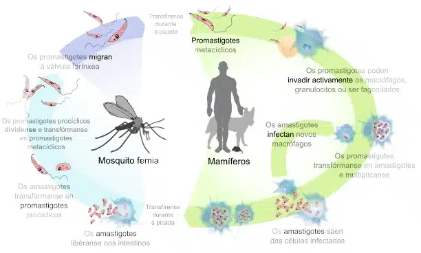 parassiti negli esseri umani