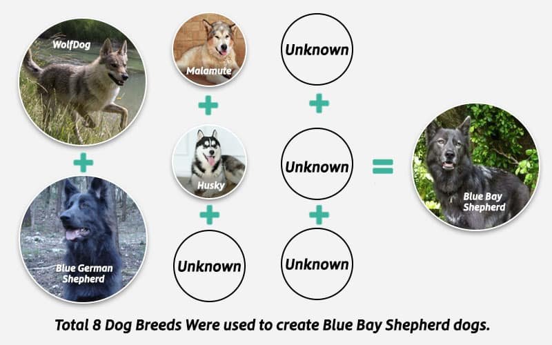 blue bay Shepherd