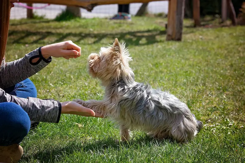 7 Benefici dell'addestramento del cane addestramento del cane