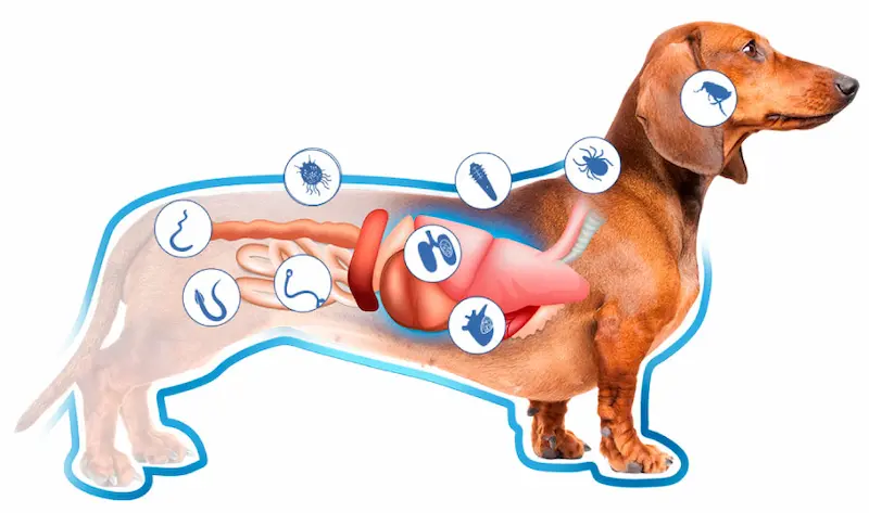 parassiti interni nei cani sintomi e prevenzione