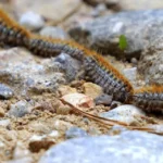 processionaria del pino