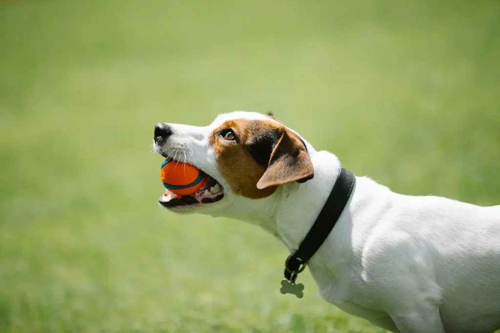 5 malattie comuni nei cani spesso sottovalutate: allergie, otite, leishmaniosi, artrosi e diabete