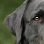 pulizia delle orecchie del cane