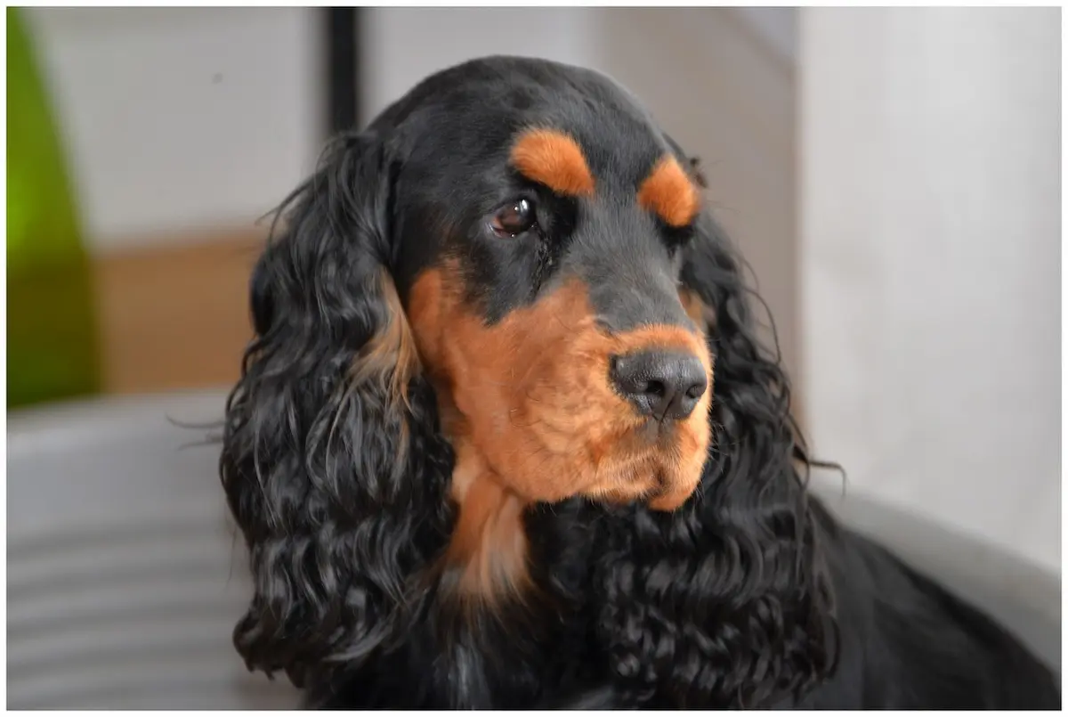 cocker spaniel con orecchie pendenti predisposto a otite auricolare