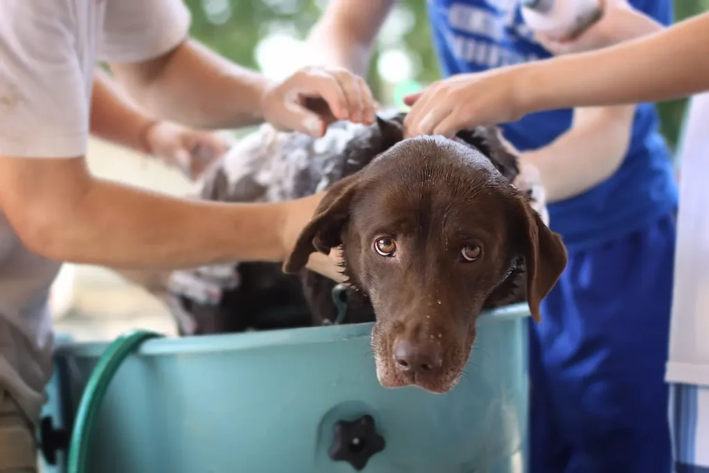 Il Mondo del Cane: Tutto Quello che Devi Sapere shampoo antiparassitario per cani