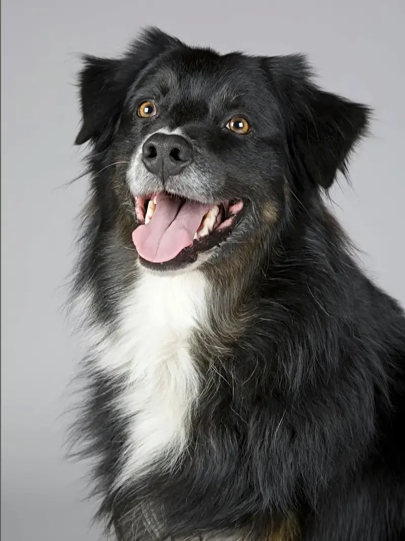 Business pet services