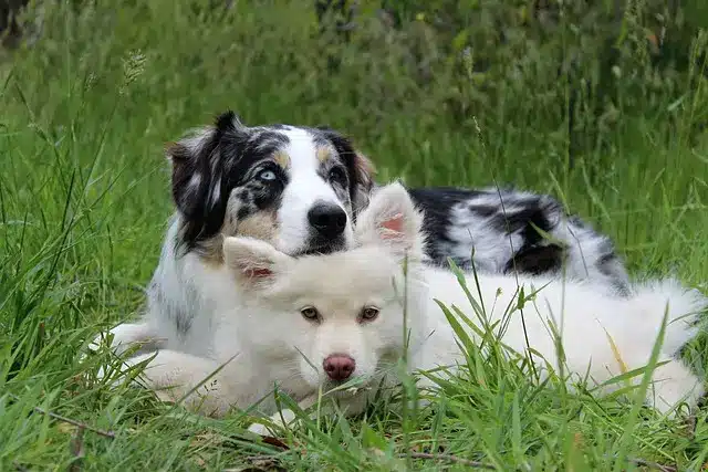 Cani Sani e Felici: Diete Ideali per Ogni Taglia ed Età