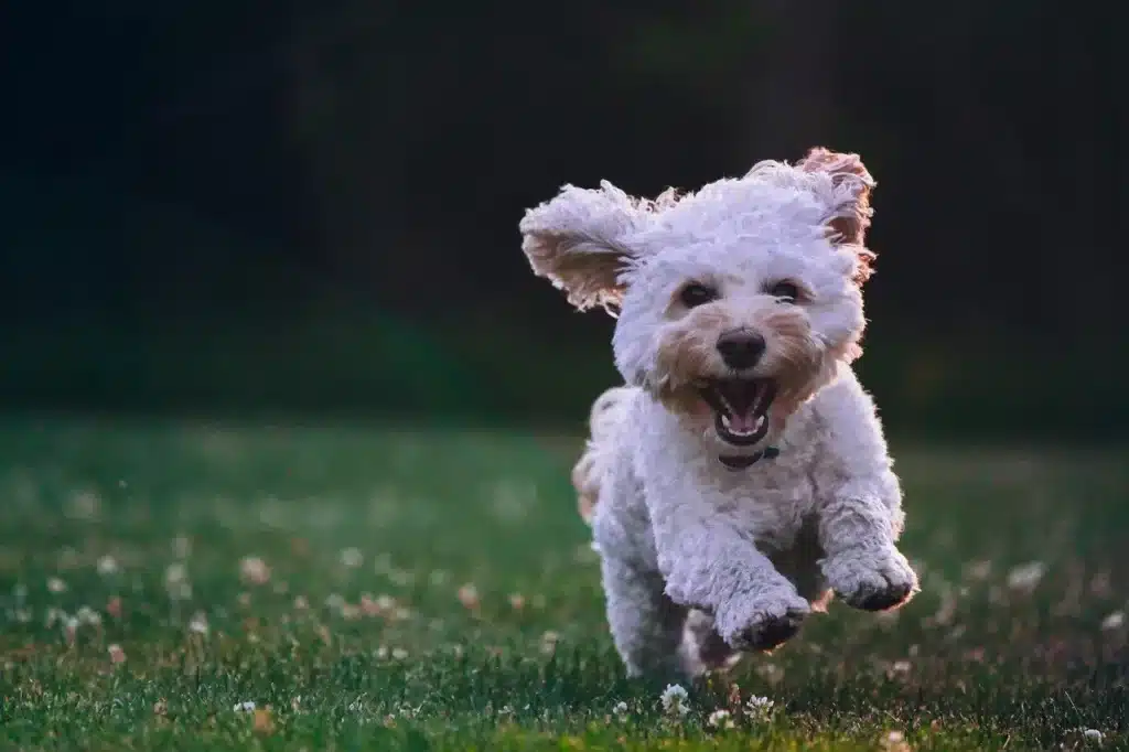 immagine di un cucciolo di cane