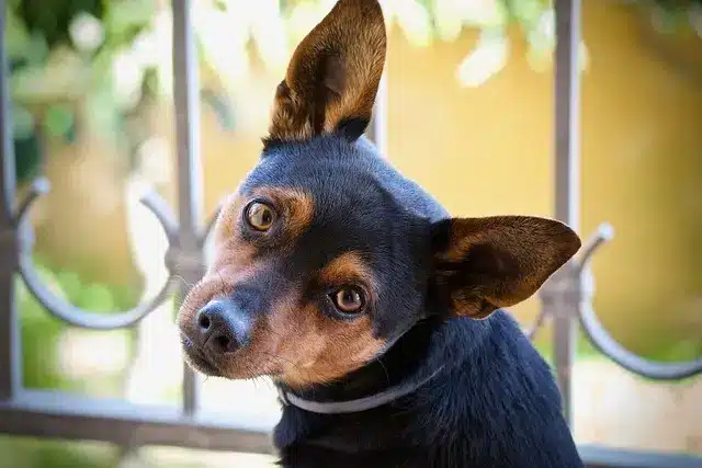 🏠 Basilicata - Pensioni per cani - Dog hotel - Sistemazioni per animali domestici Cani felici e in salute con assicurazione veterinaria premium - protezione completa per il tuo amico a quattro zampe
