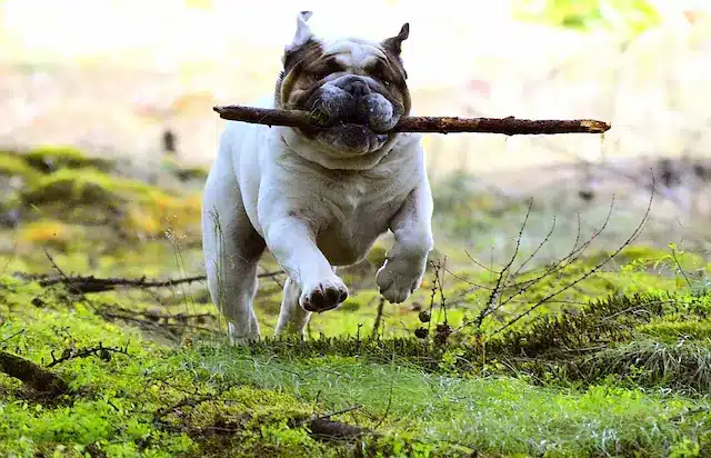 Servizi per animali domestici