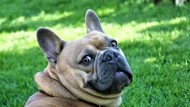 Cani Sani e Felici: Diete Ideali per Ogni Taglia ed Età