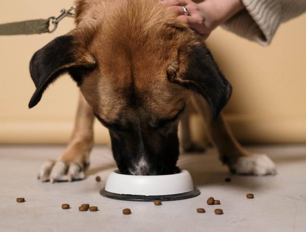 Immagine di un cane che mangia - Cibo per Cani