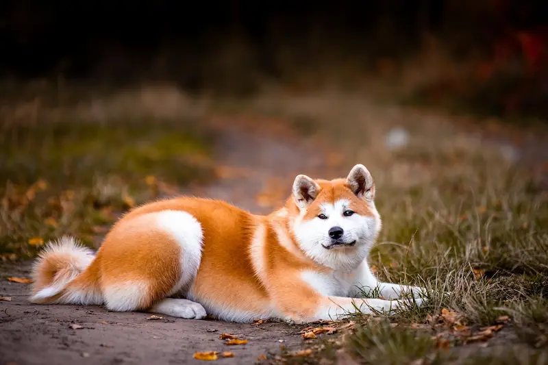 immagine: razza Akita Inu