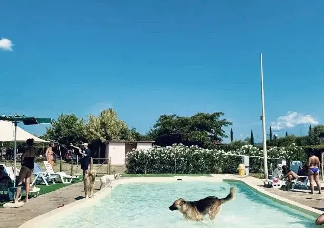 immagini di cani in custodia nelle migliori pensioni d'Italia