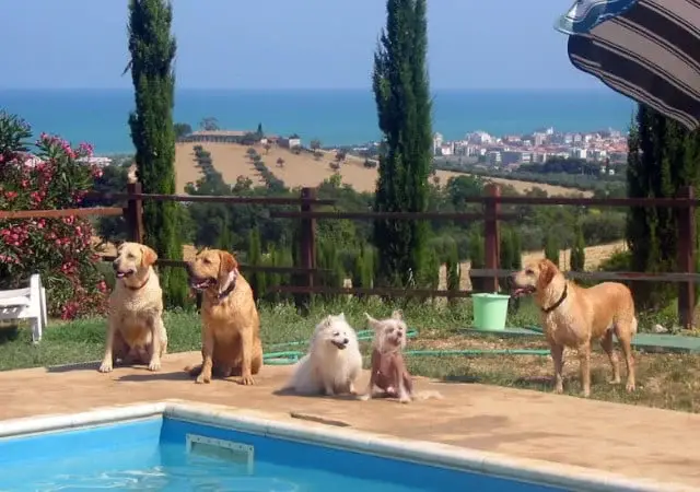 immagini di cani in custodia nelle migliori pensioni d'Italia