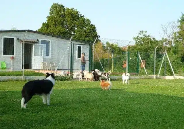 immagini di cani in custodia nelle migliori pensioni d'Italia