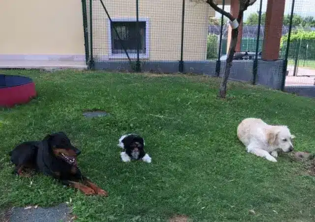 immagini di cani in custodia nelle migliori pensioni d'Italia