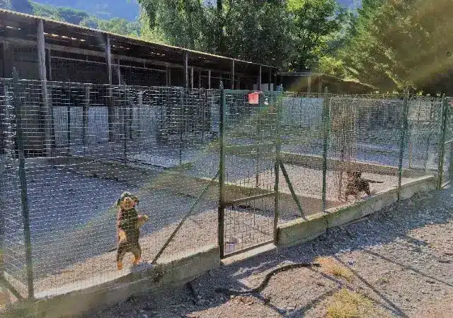 immagini di cani in custodia nelle migliori pensioni d'Italia